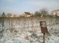 IMGP1468_vigne.JPG